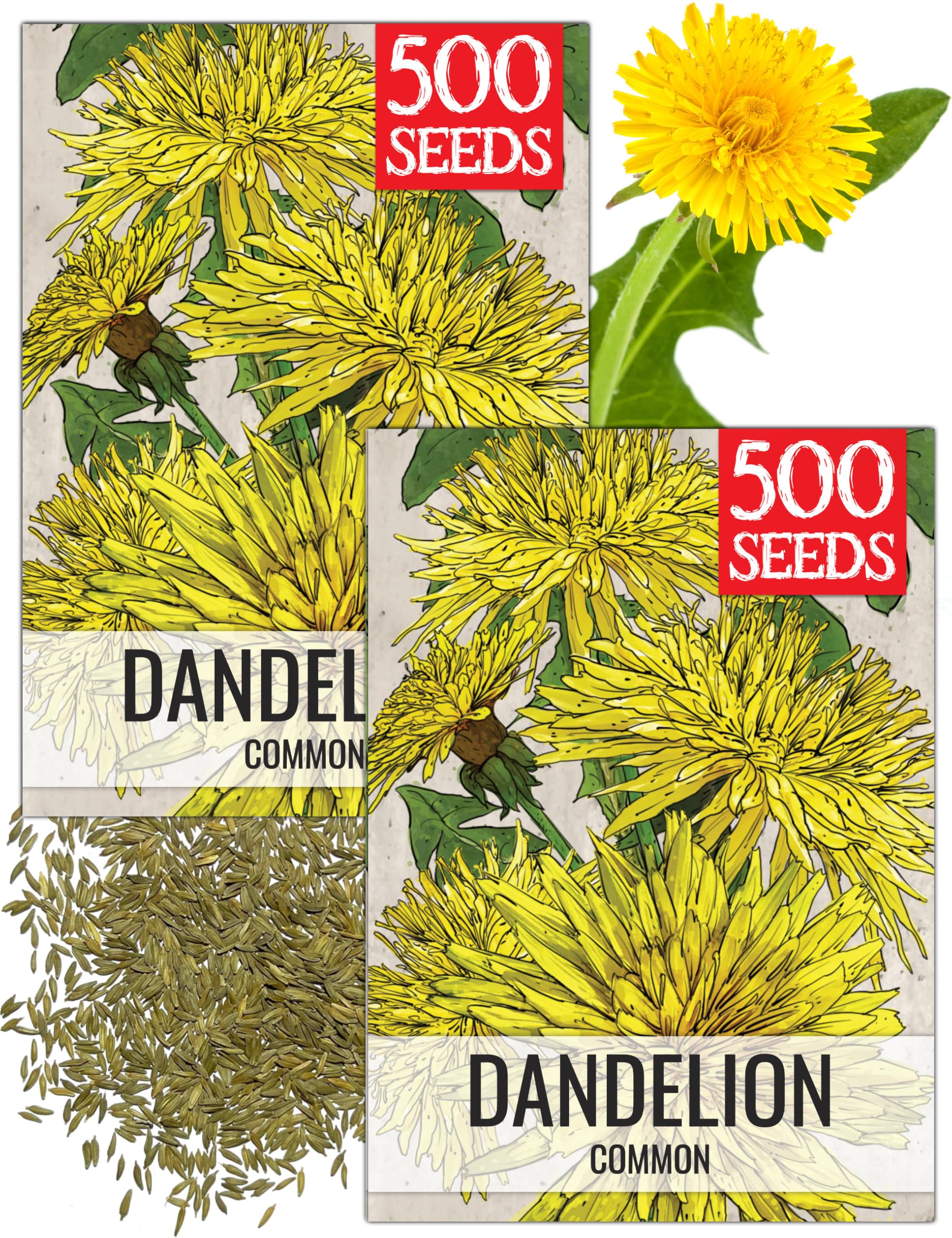 Seed Needs dandelion seeds packet 2-pack ready for planting and sharing