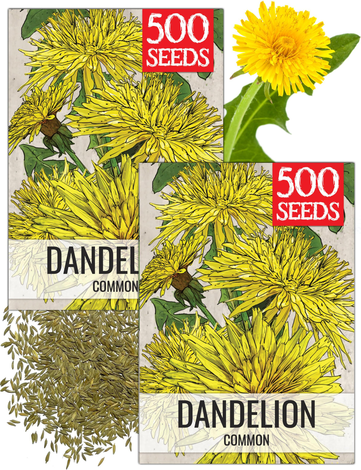 Seed Needs dandelion seeds packet 2-pack ready for planting and sharing