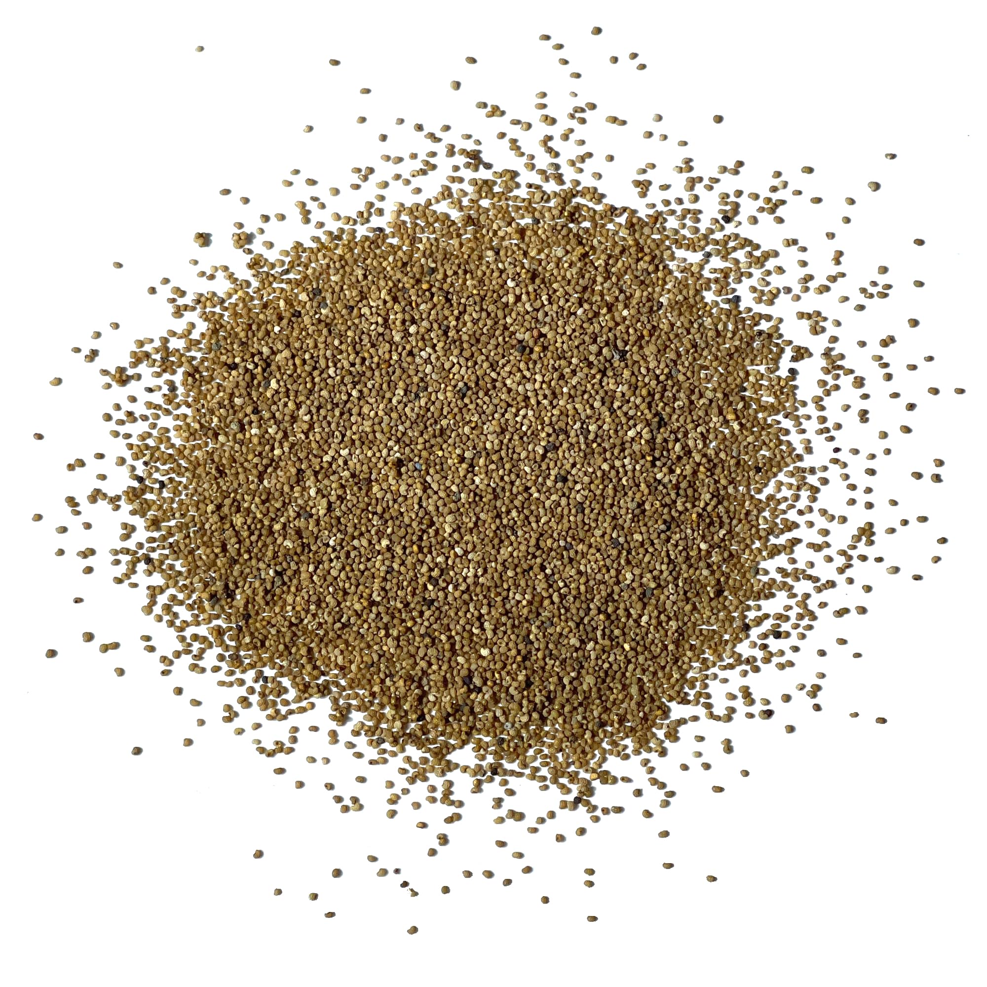 Seed Needs Danish Flag Poppy seed packet demonstrates open-pollinated heirloom seeds for reliability.