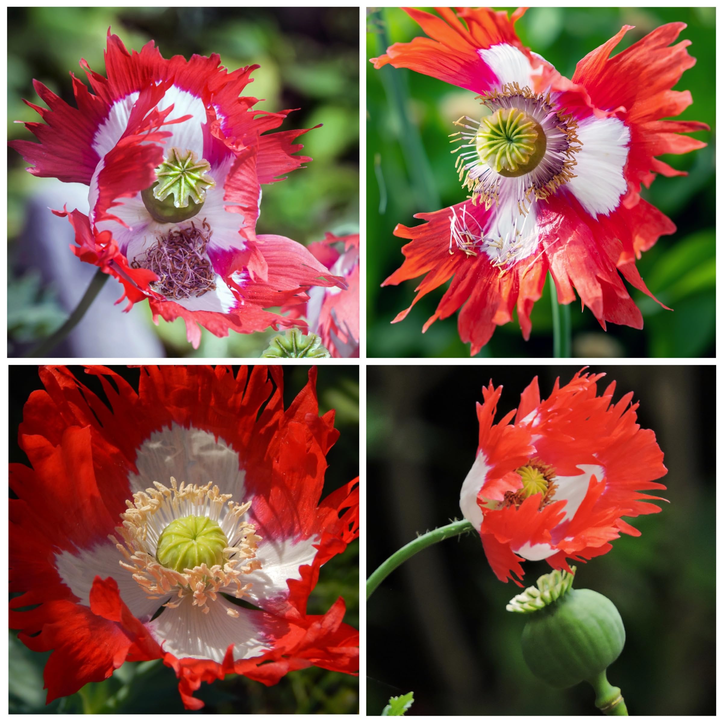 Seed Needs Danish Flag Poppy white cross center emphasizes ornamental star-like pattern.