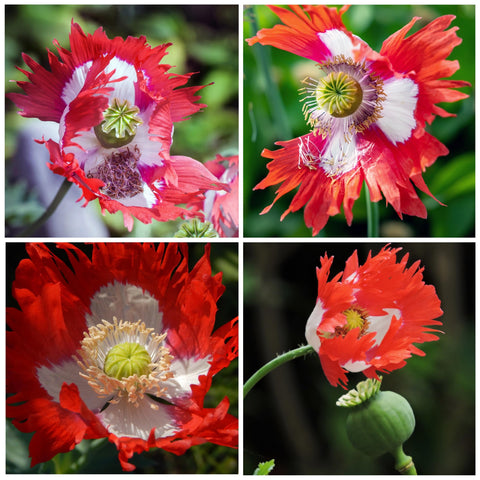 Seed Needs Danish Flag Poppy white cross center emphasizes ornamental star-like pattern.