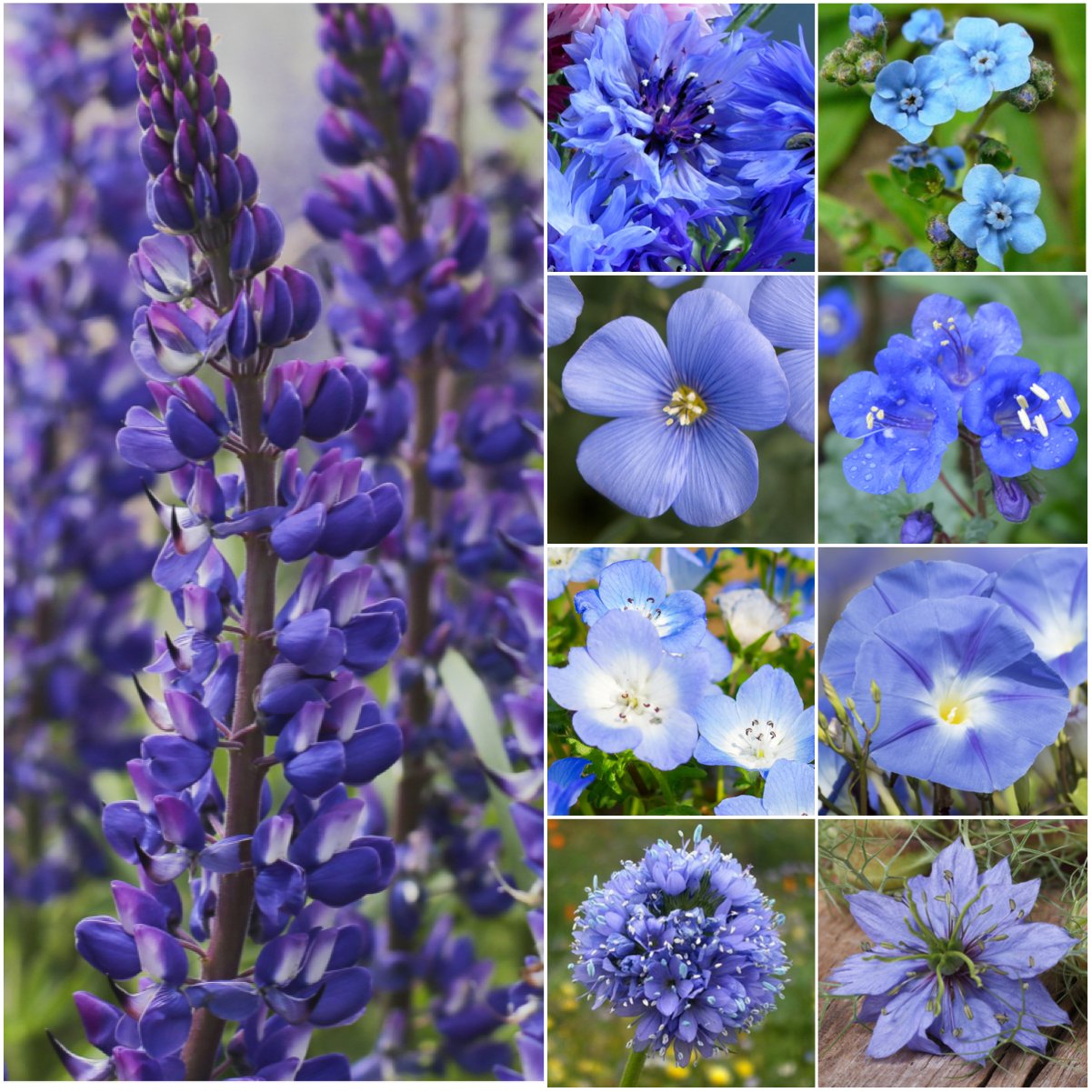 Seed Needs Dazzling Blue Wildflower Mix with blue blooms for a vibrant pollinator friendly garden