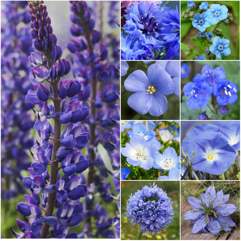 Seed Needs Dazzling Blue Wildflower Mix with blue blooms for a vibrant pollinator friendly garden