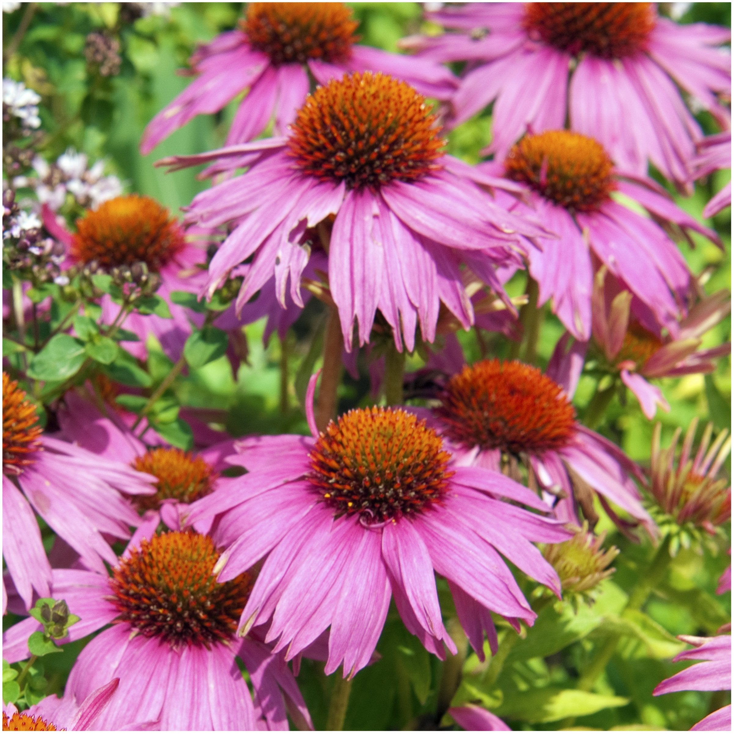 Seed Needs mix includes annuals and perennials for seasonal color.