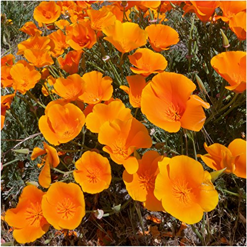 Seed Needs blend attracts beneficial insects to support garden health.