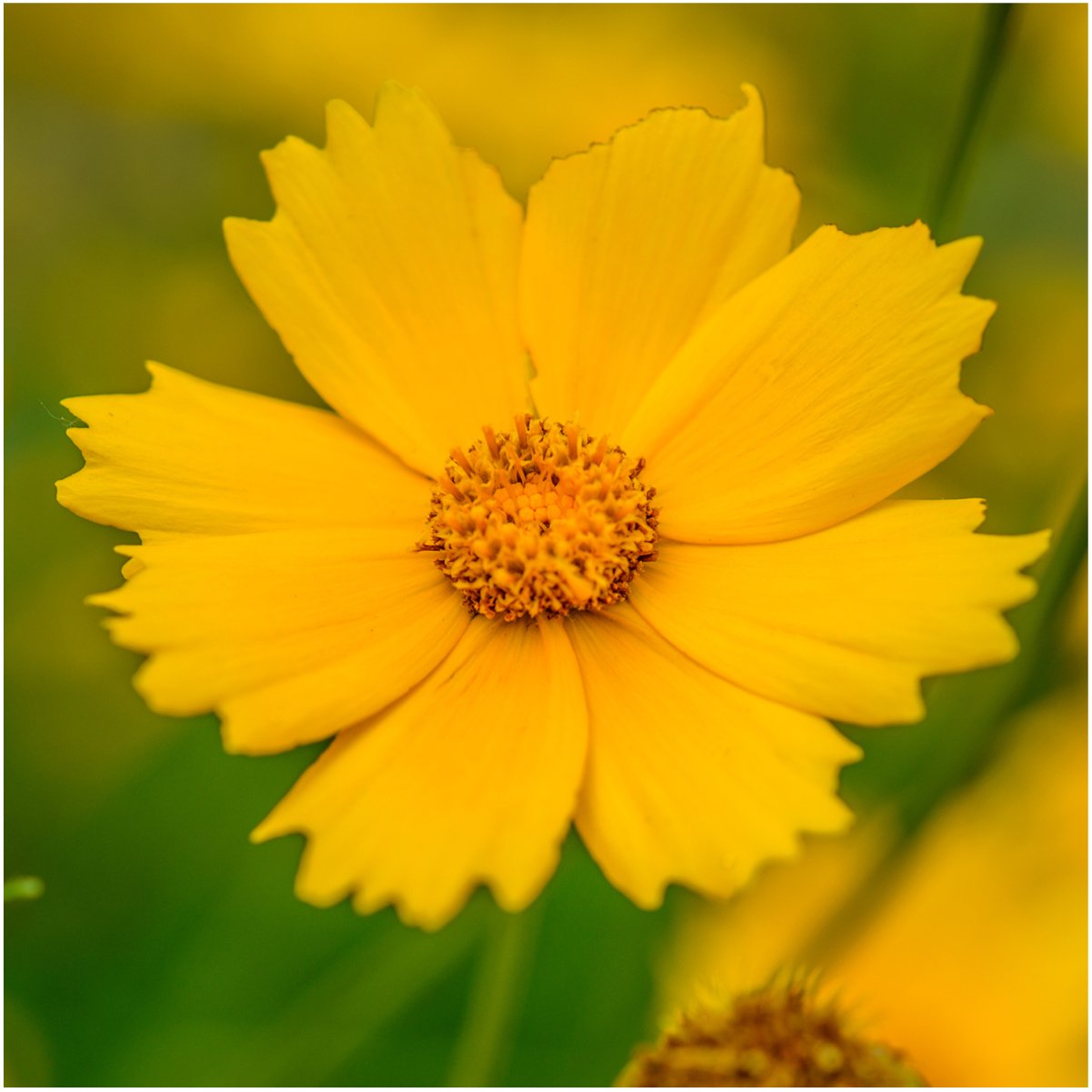 Seed Needs wildflower mix produces colorful blooms across multiple hues.