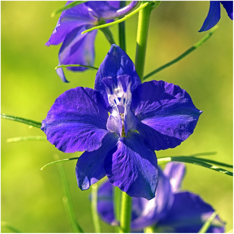 Seed Needs open-pollinated seed mix offering reliable renewal each growing season.