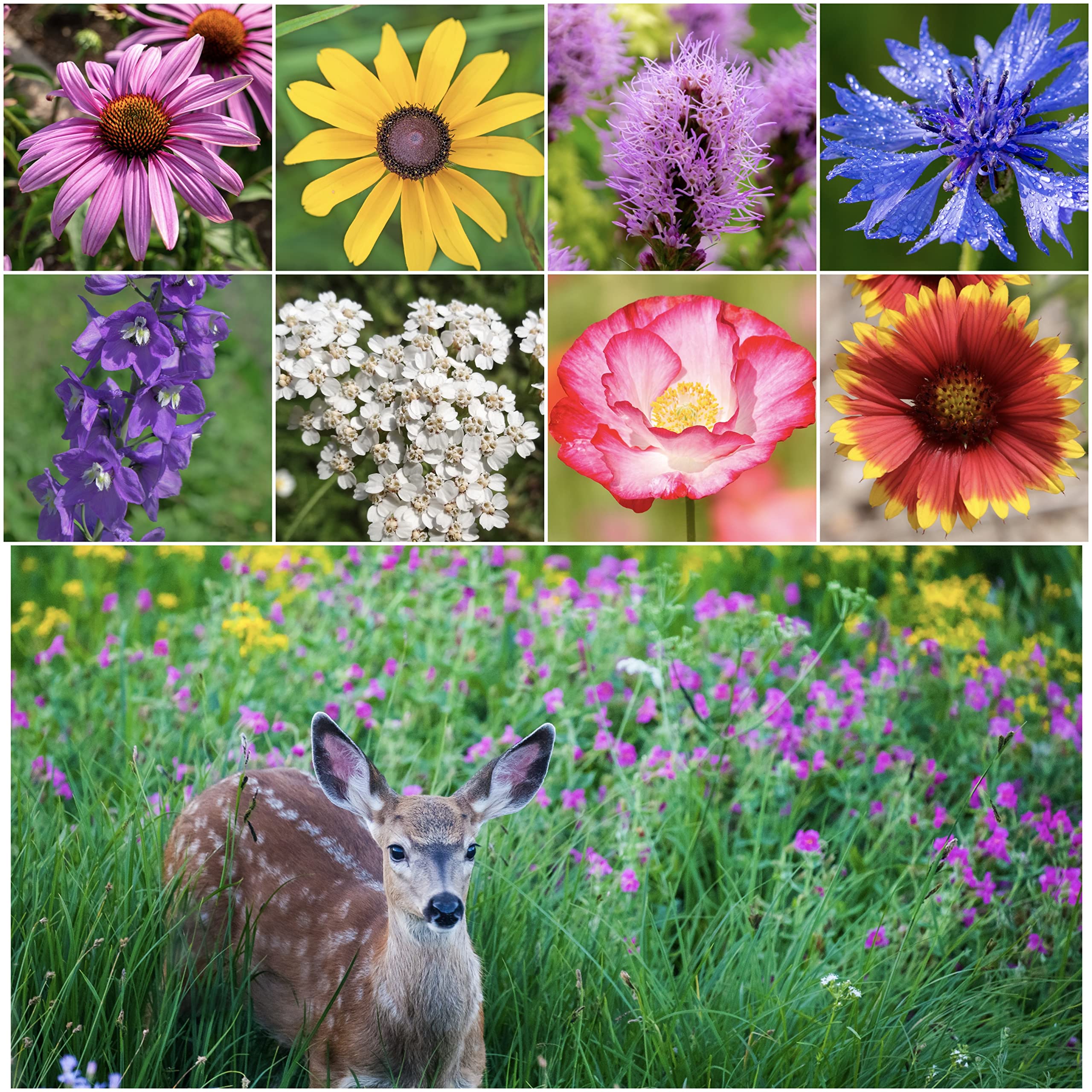 Seed Needs deer resistant wildflower seed mix packaging, compact and easy to store.