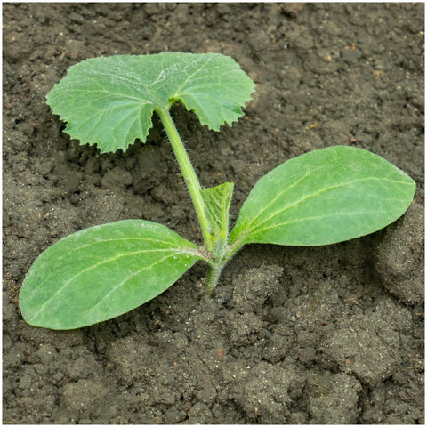 Seed Needs Delicata seeds packaging highlights open-pollinated heritage seeds.