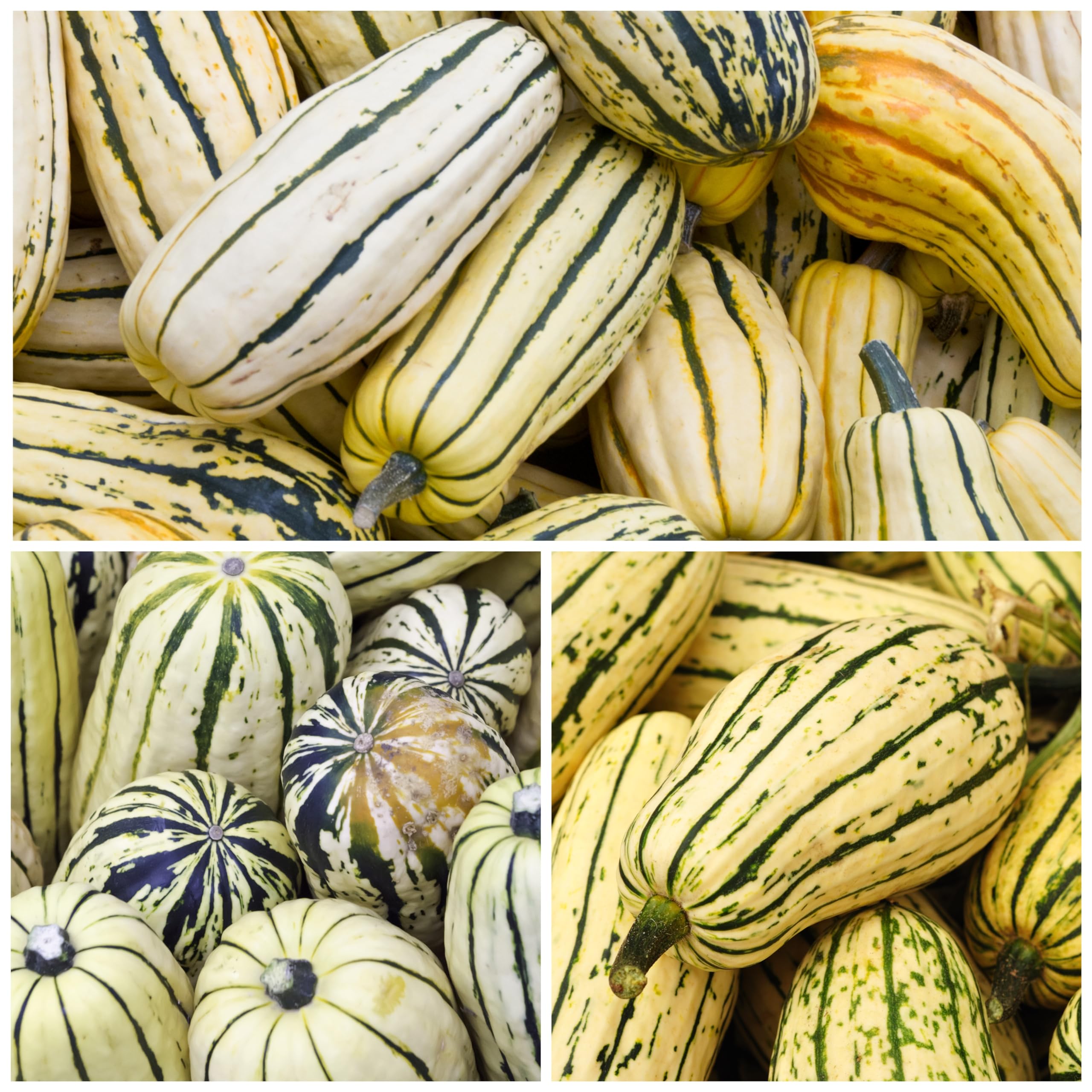 Seed Needs Delicata squash fruits close-up ready for harvest.