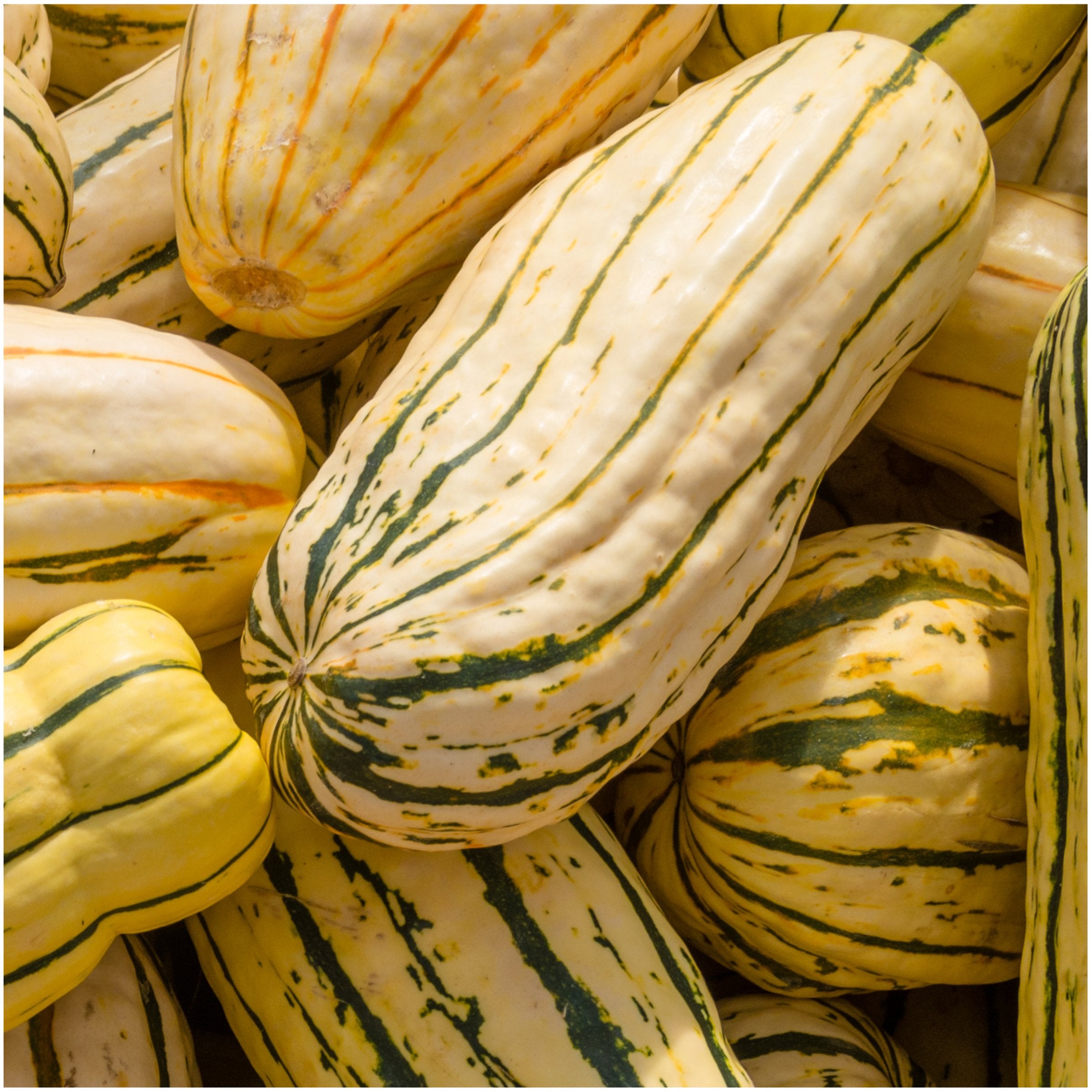 Seed Needs Delicata squash harvest-ready fruit on vines.