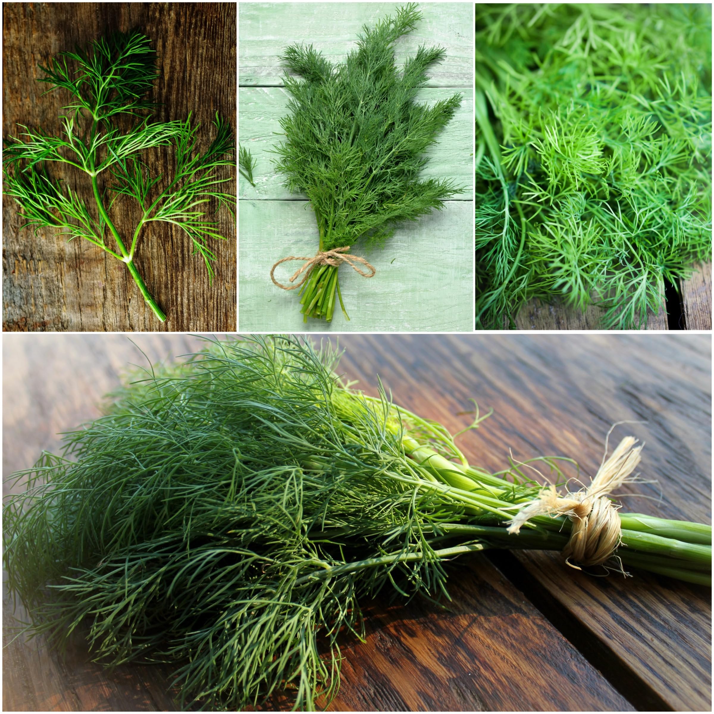 Seed Needs dill plants growing tall for abundant greens and aroma