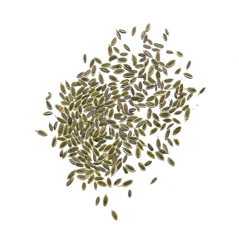Seed Needs dill seeds close-up showing seeds ready to sow