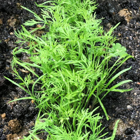 Seed Needs dill seeds thriving in sun-lit garden beds for robust growth