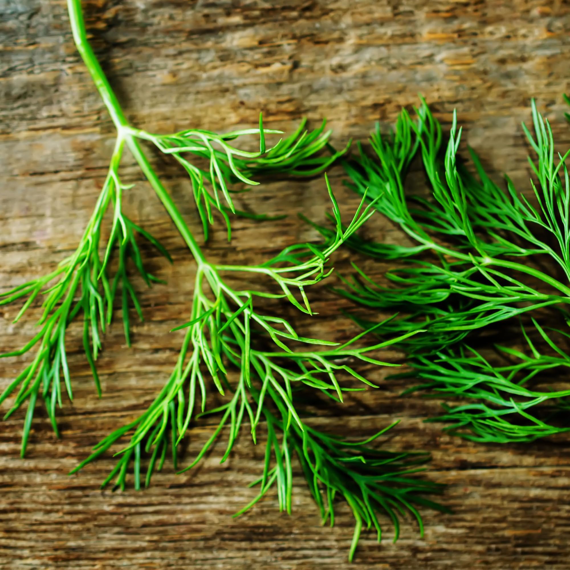 Seed Needs dill seeds ready for harvest, perfect for kitchen herbs