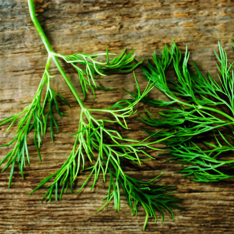 Seed Needs dill seeds ready for harvest, perfect for kitchen herbs