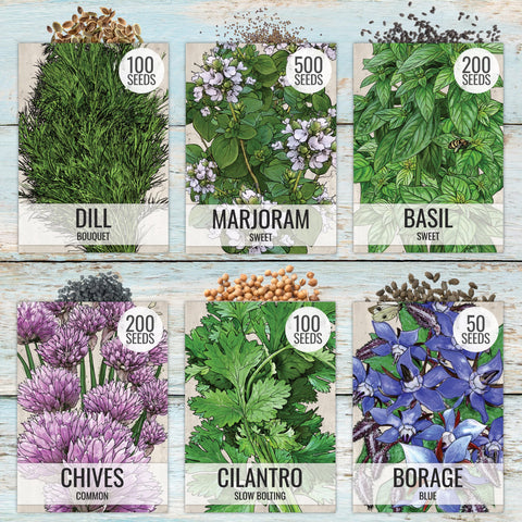 Seed Needs dill seeds packet for fragrant greens in recipes.