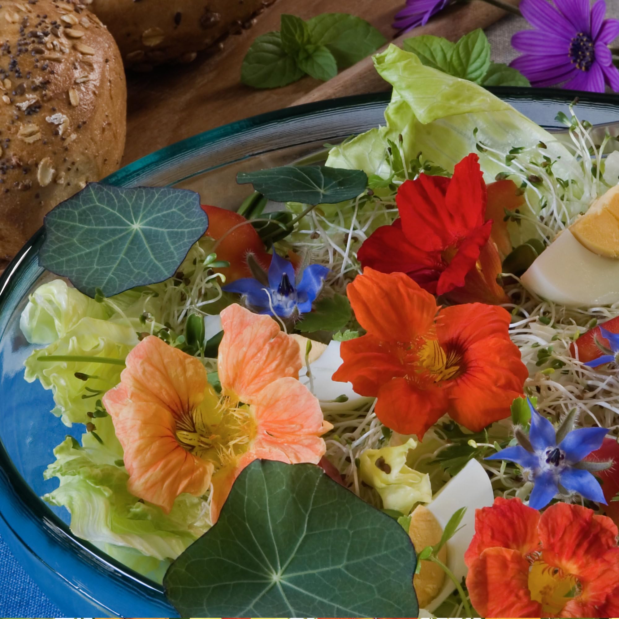 Seed Needs Double Gleam nasturtium compact habit suits container gardens