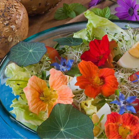 Seed Needs Double Gleam nasturtium compact habit suits container gardens