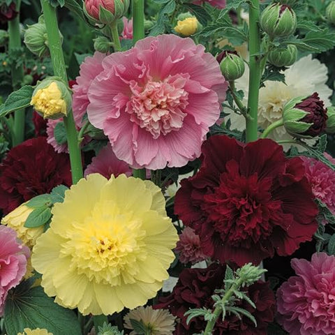 Seed Needs double majorette hollyhock seed packet back provides sowing guidance for strong year-one roots
