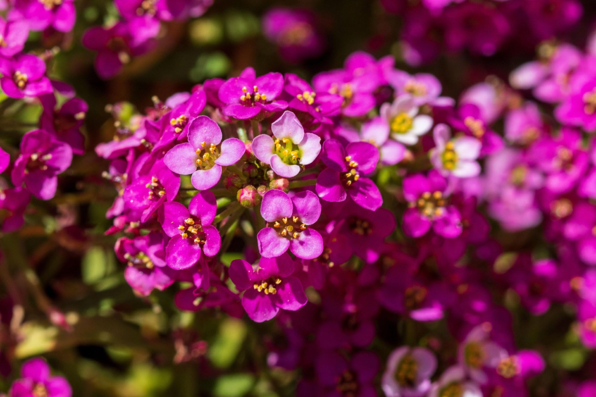 Seed Needs Dwarf Pink Alyssum packaging preserves freshness and moisture control.