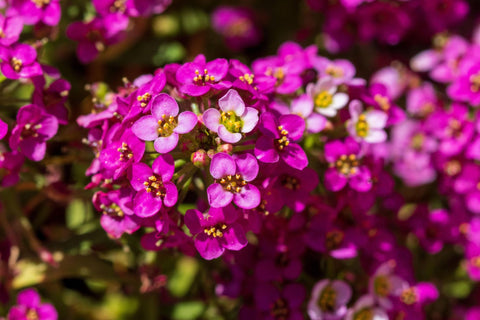 Seed Needs Dwarf Pink Alyssum packaging preserves freshness and moisture control.