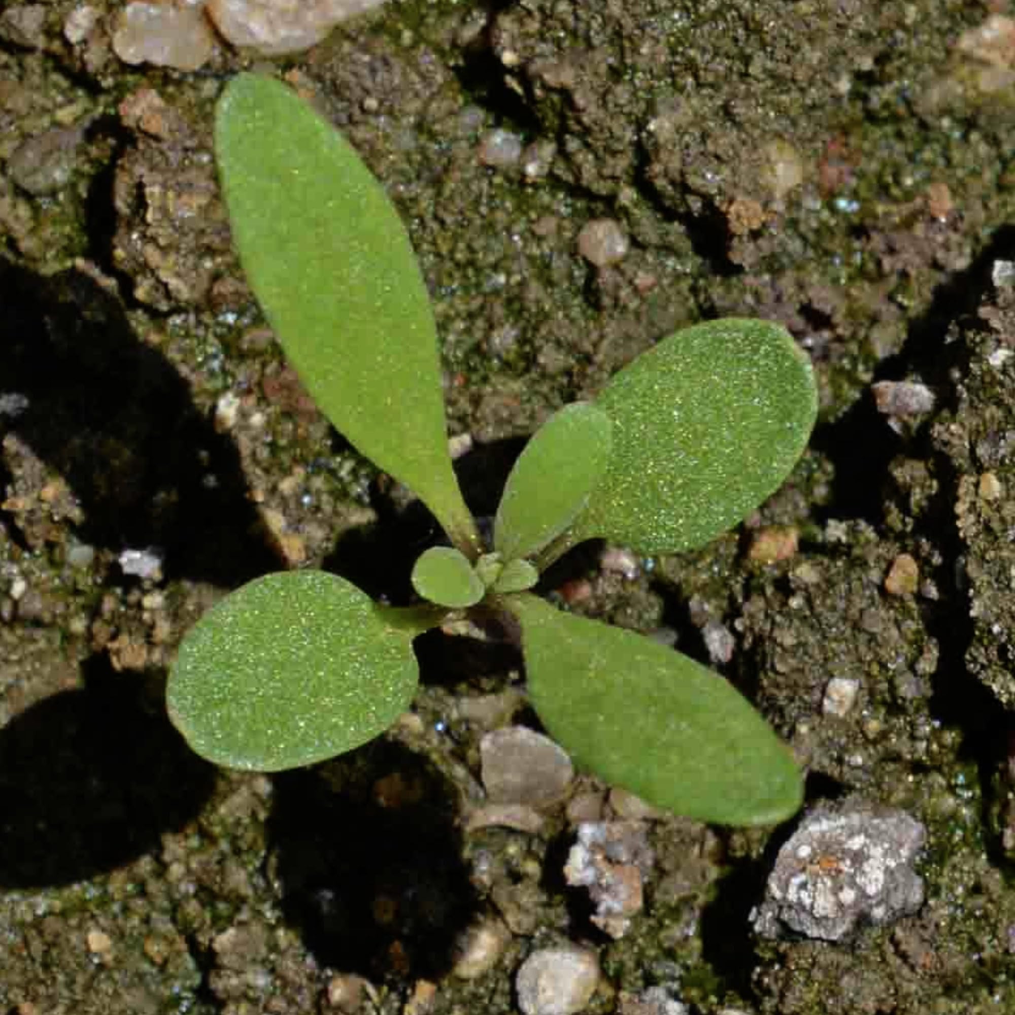 Seed Needs Dwarf Pink Alyssum attracts honeybees and bumblebees in garden beds.