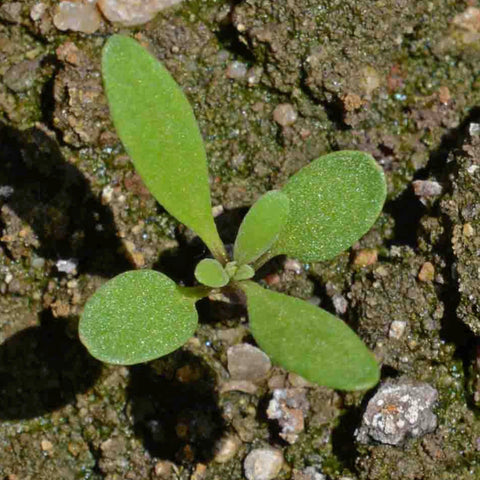 Seed Needs Dwarf Pink Alyssum attracts honeybees and bumblebees in garden beds.