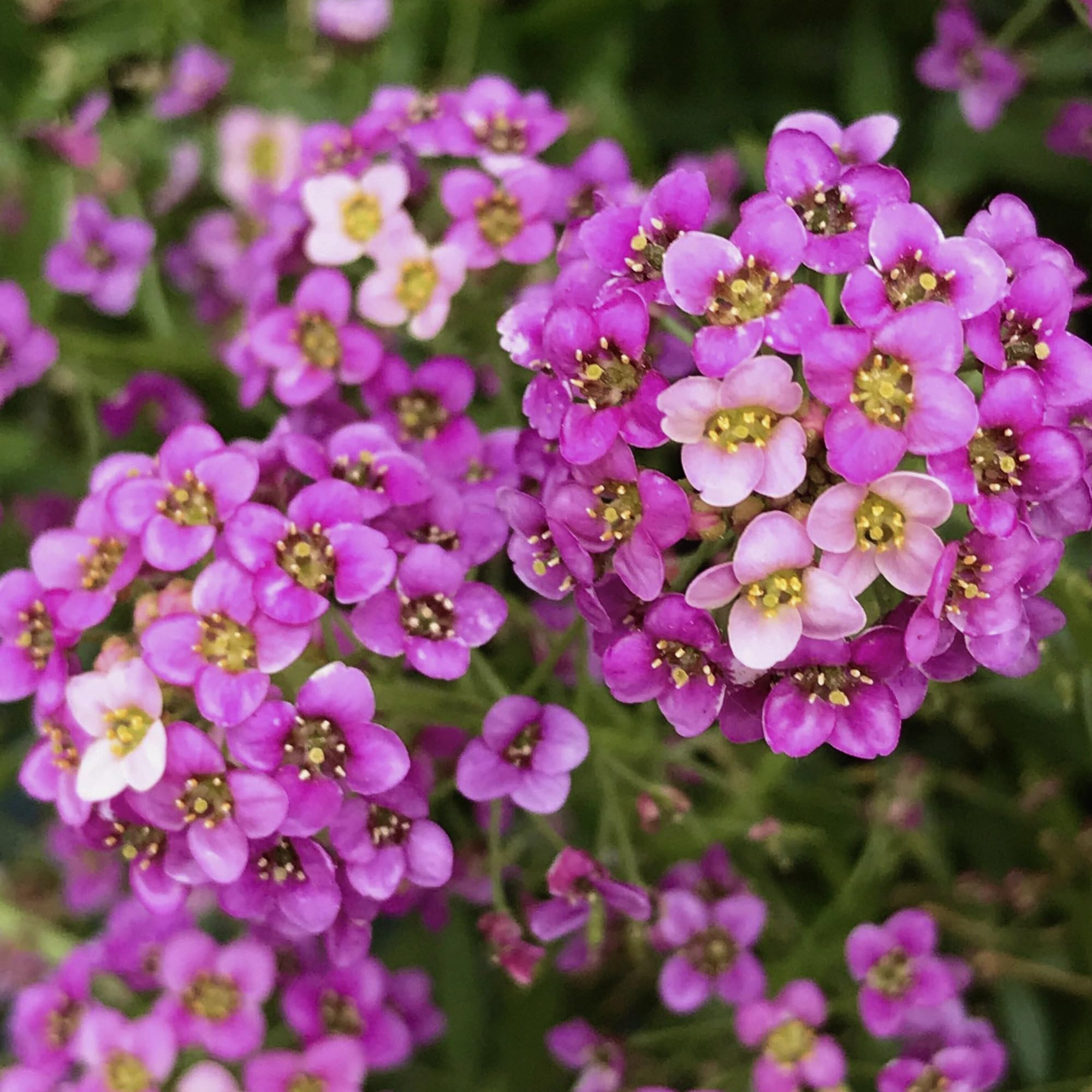 Seed Needs Dwarf Pink Alyssum packaging for pots and containers demonstrates grow-ready versatility.
