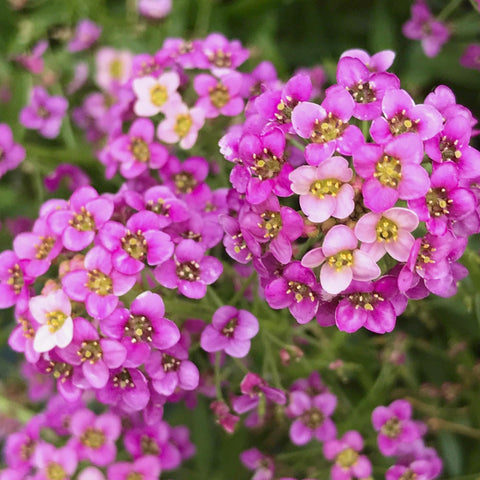 Seed Needs Dwarf Pink Alyssum packaging for pots and containers demonstrates grow-ready versatility.