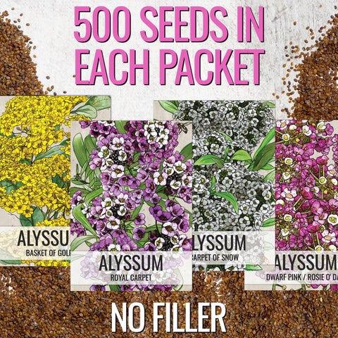 Seed Needs Dwarf Pink alyssum seeds for compact container plantings.