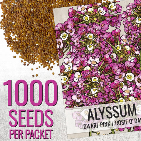 Seed Needs Dwarf Pink Alyssum seeds close-up ready for sowing in pots and borders.