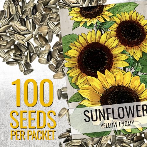 Seed Needs Dwarf Sunflower bloom close-up shows lemon-yellow petals for bright accents.