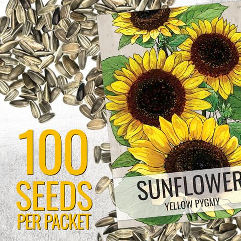 Seed Needs Dwarf Sunflower bloom close-up shows lemon-yellow petals for bright accents.