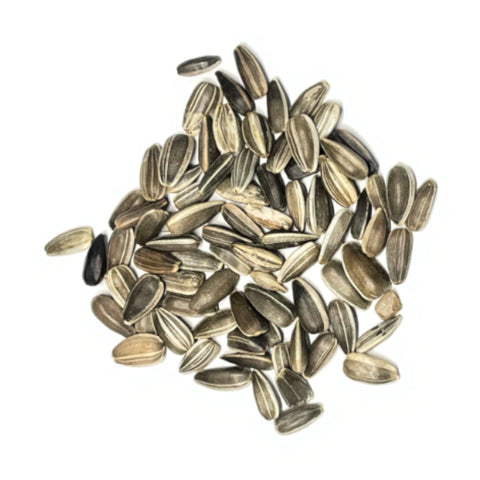 Seed Needs Dwarf Sunflower blooms midsummer to fall for bouquets.