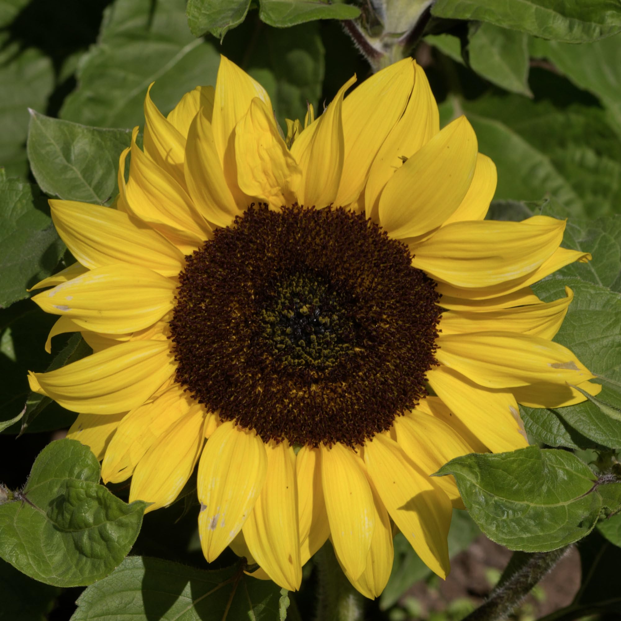 Seed Needs Dwarf Sunflower seed packets preserve freshness with moisture-resistant packaging.