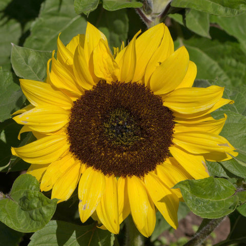 Seed Needs Dwarf Sunflower seed packets preserve freshness with moisture-resistant packaging.