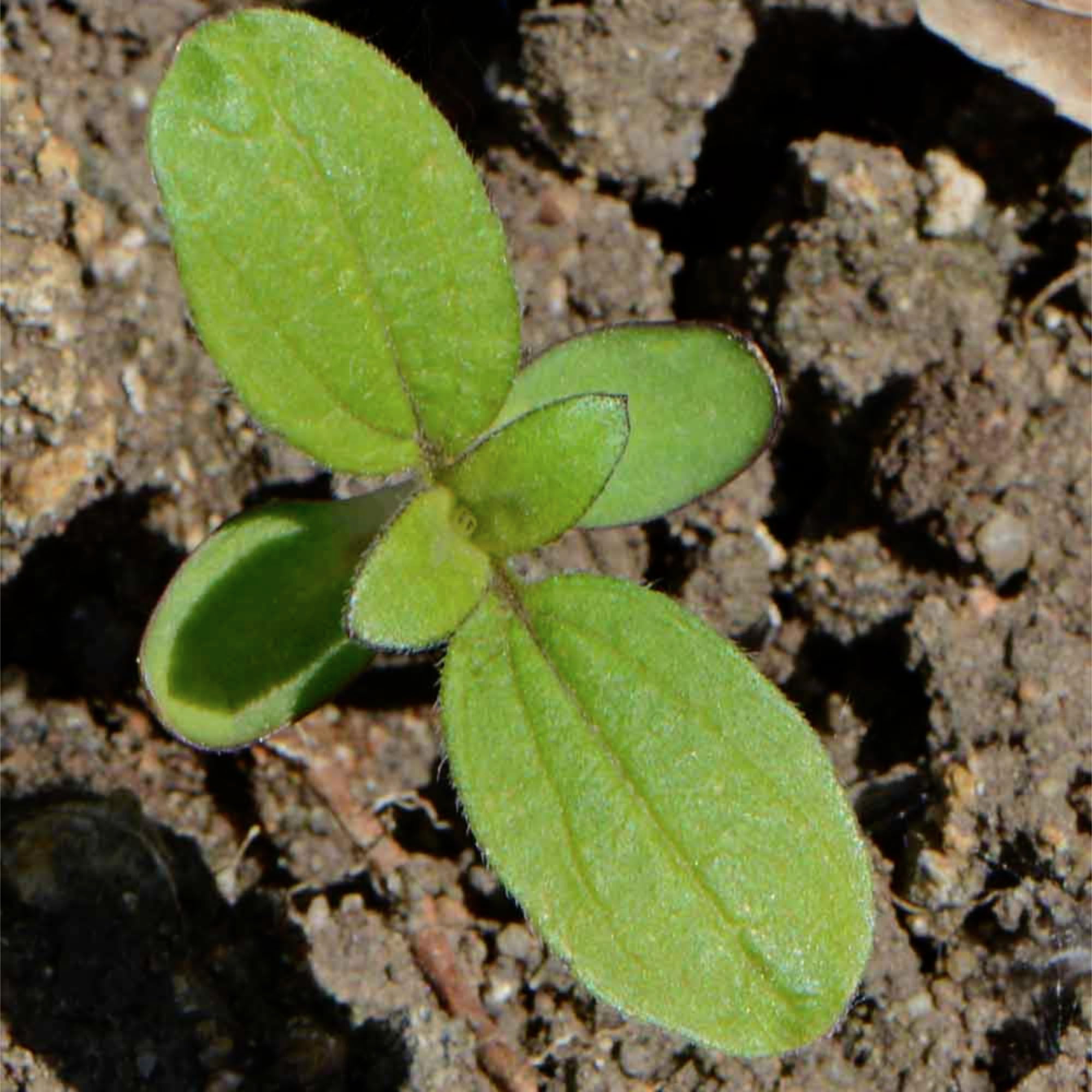Seed Needs Dwarf Sunflower thriving in full sun, ideal for containers and borders.