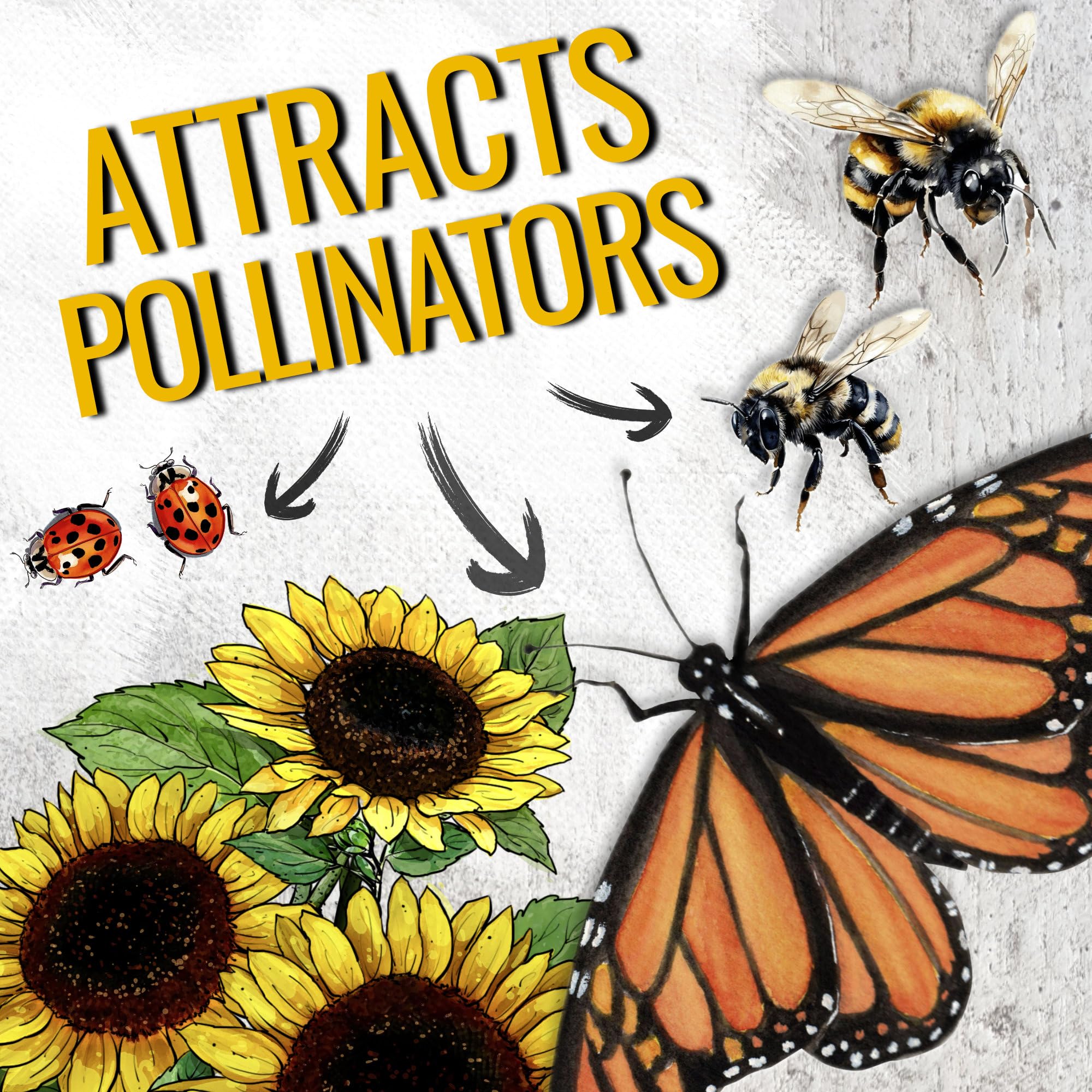 Seed Needs Dwarf Sunflower supports pollinators in a butterfly-friendly garden.