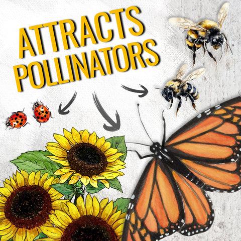 Seed Needs Dwarf Sunflower supports pollinators in a butterfly-friendly garden.