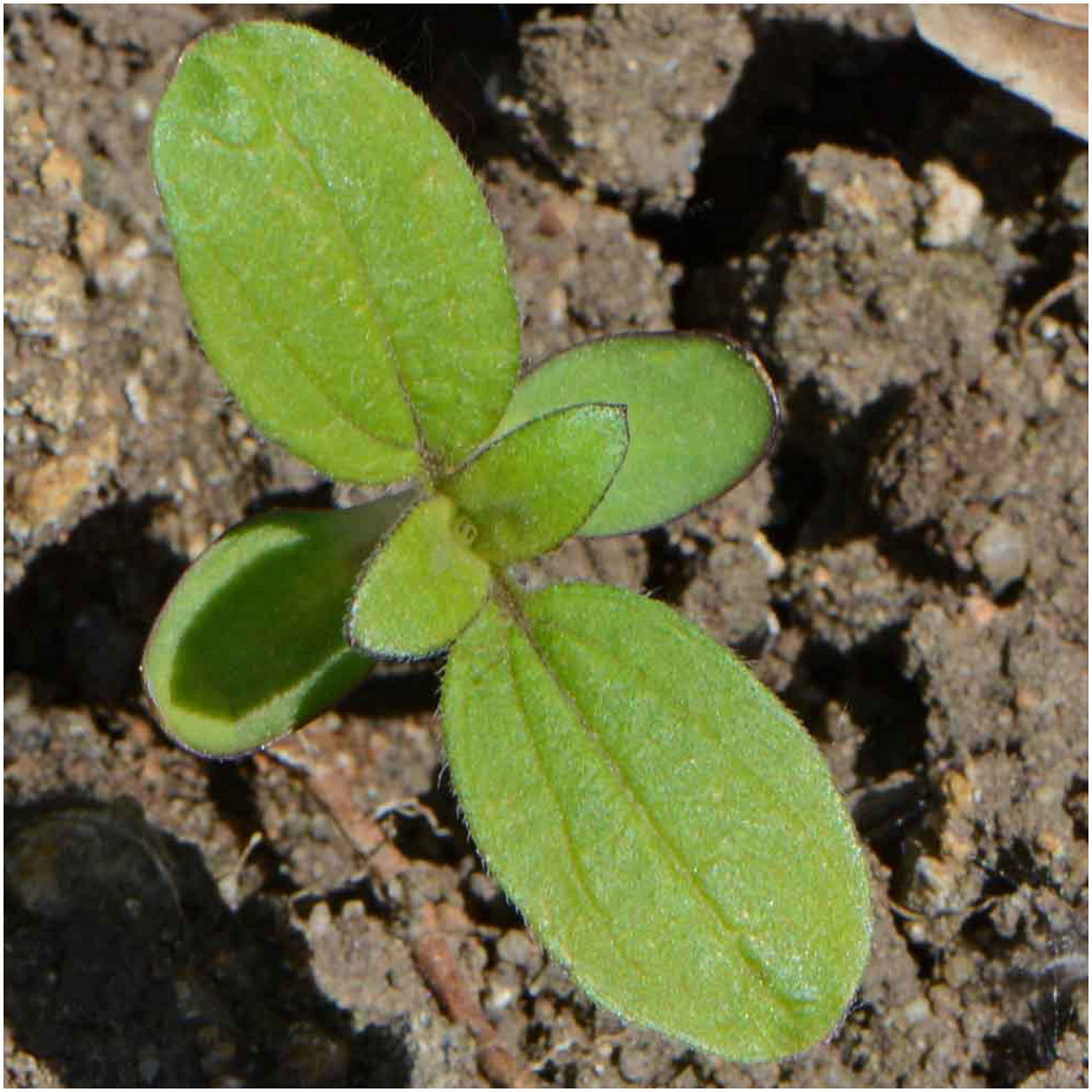 Seed Needs Dwarf Sunspot bright border edging with vivid color