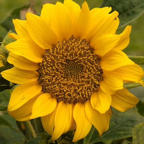 Seed Needs Dwarf Sunspot compact height plant ready for balconies