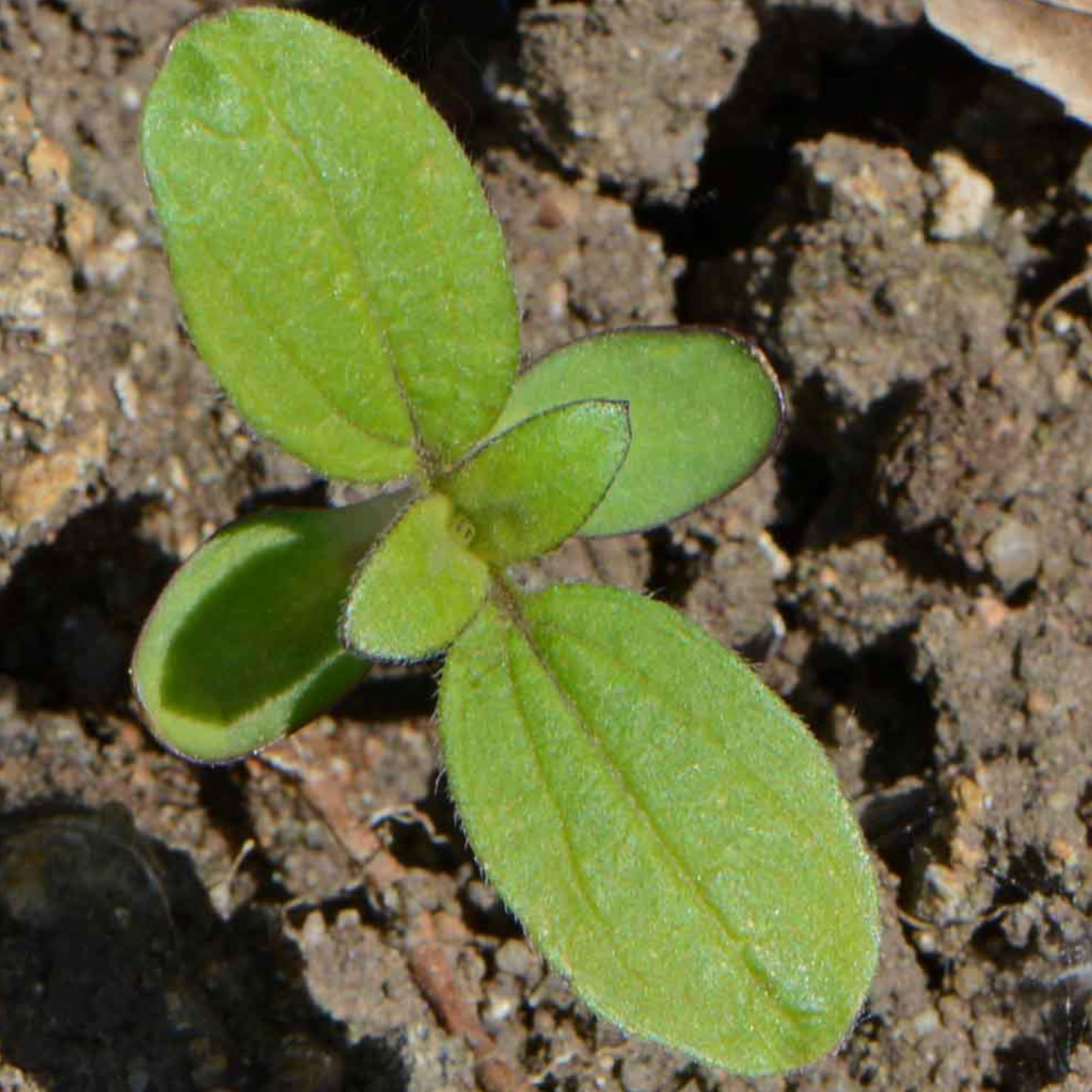 Seed Needs Dwarf Sunspot seeds packaged for freshness