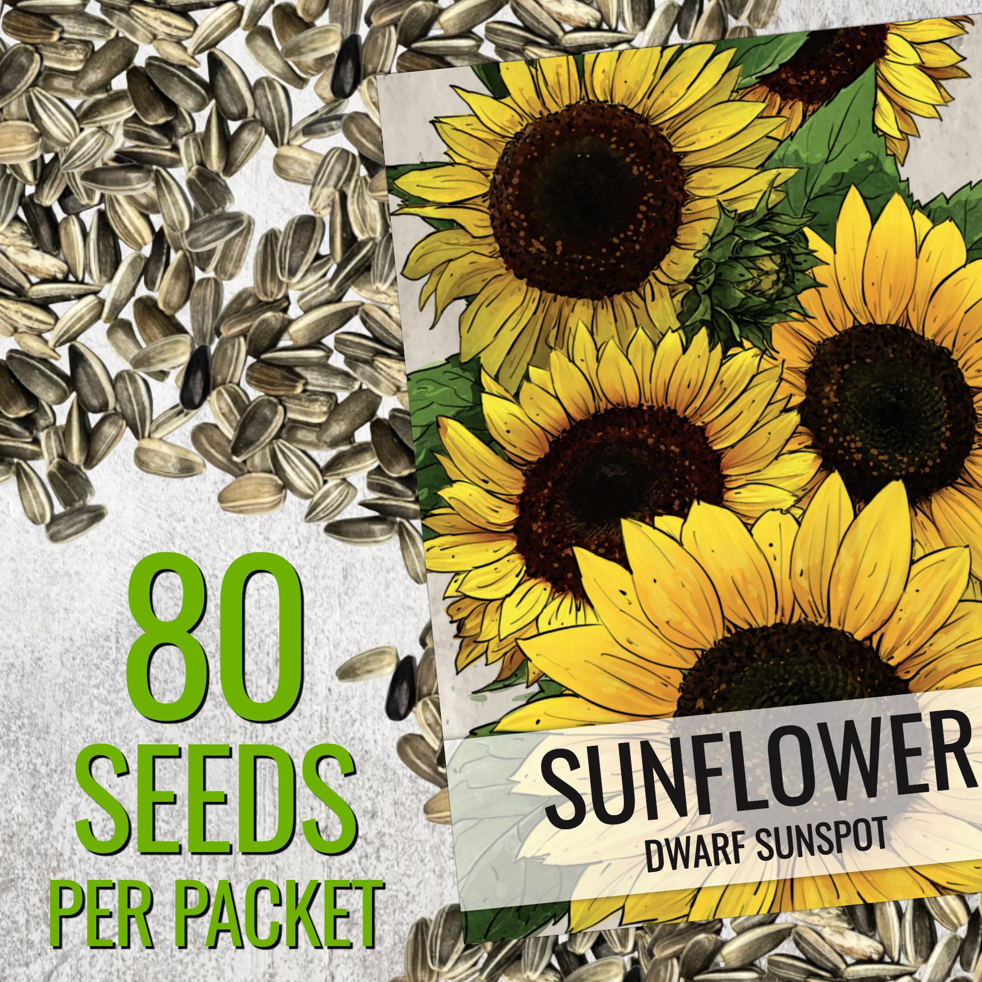 Seed Needs Dwarf Sunspot border-ready sunflower for edging beds and decorative borders.
