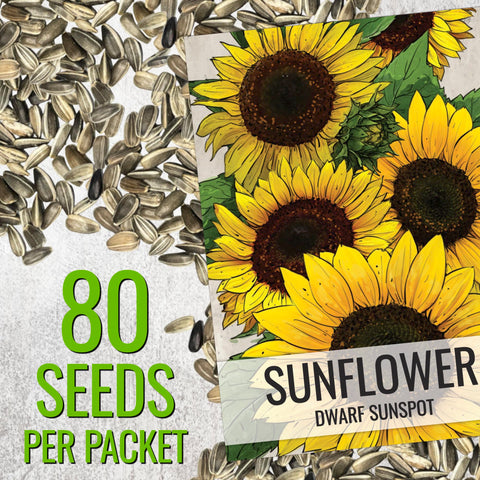 Seed Needs Dwarf Sunspot border-ready sunflower for edging beds and decorative borders.