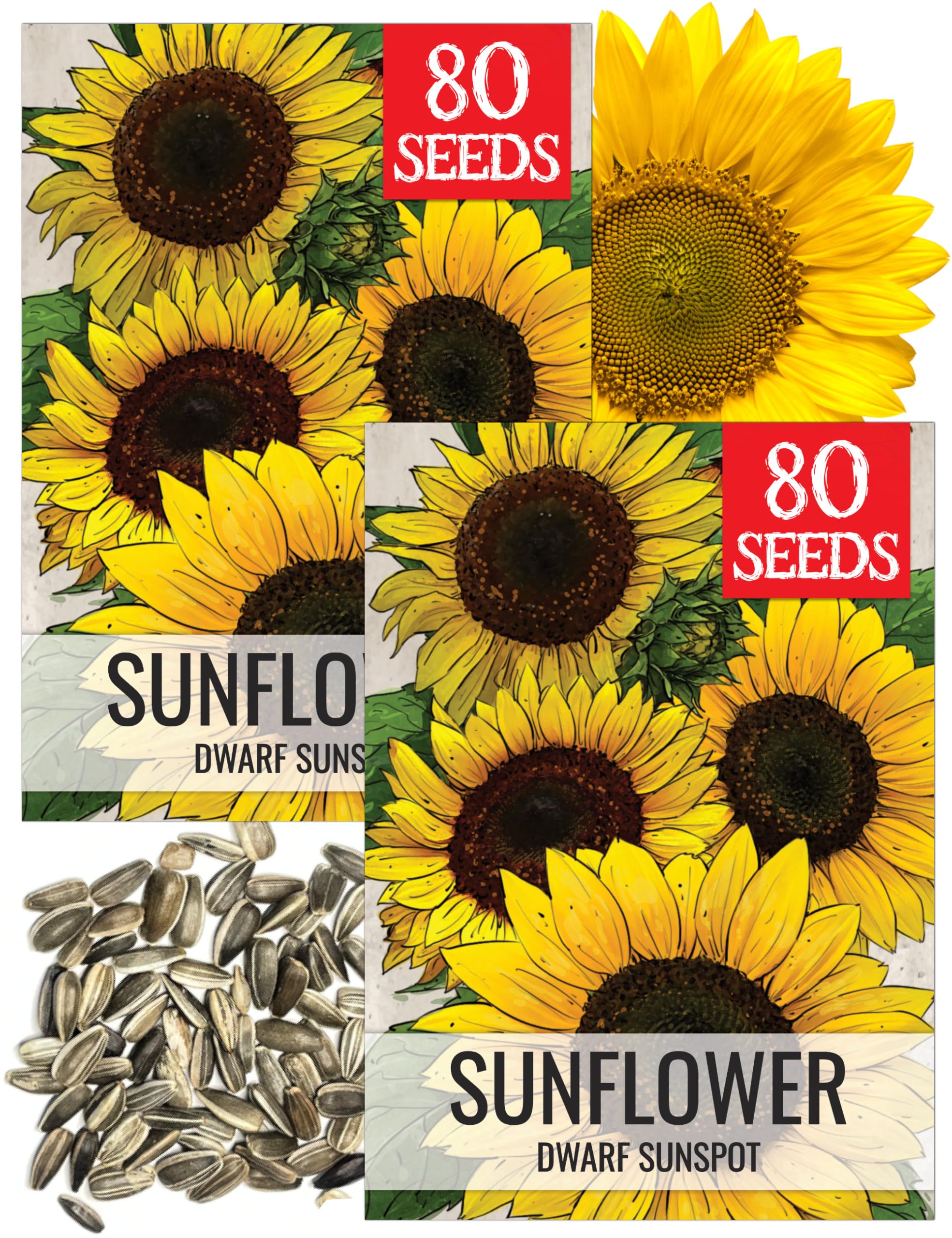 Seed Needs Dwarf Sunspot sunflower bud highlights compact growth for small-space gardens.