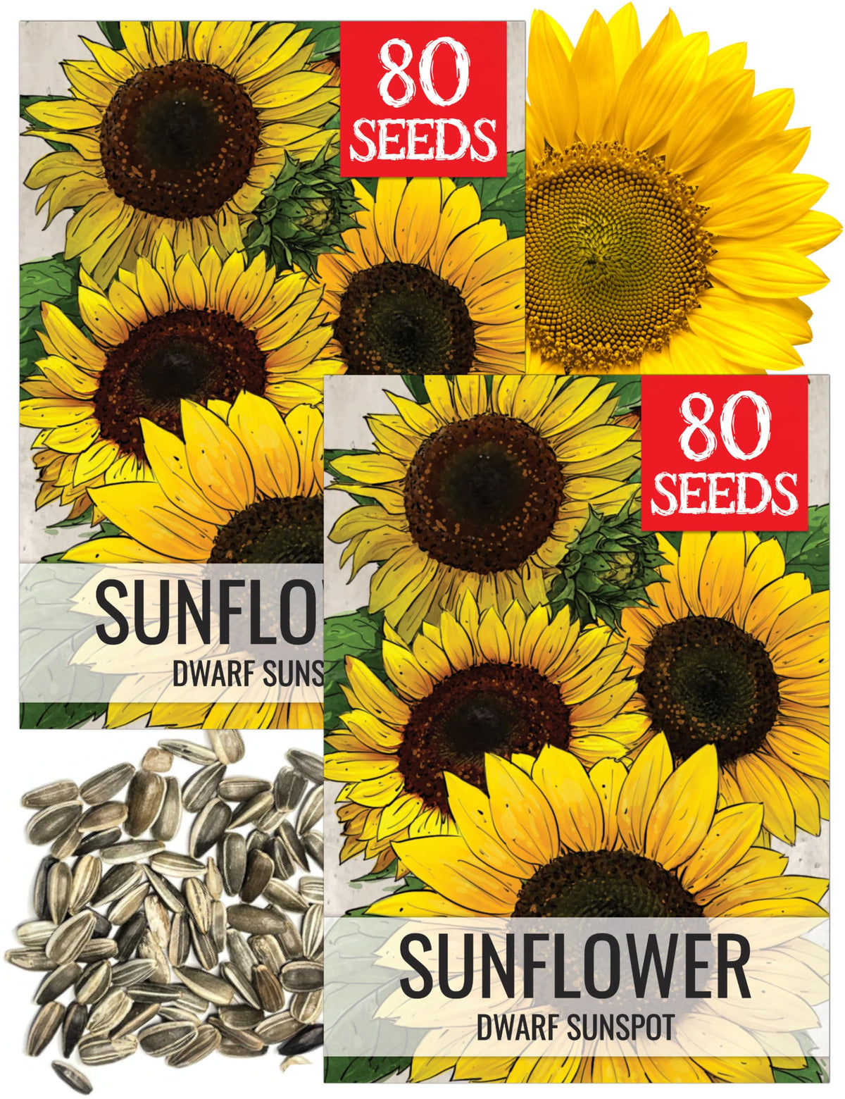 Seed Needs Dwarf Sunspot sunflower bud highlights compact growth for small-space gardens.