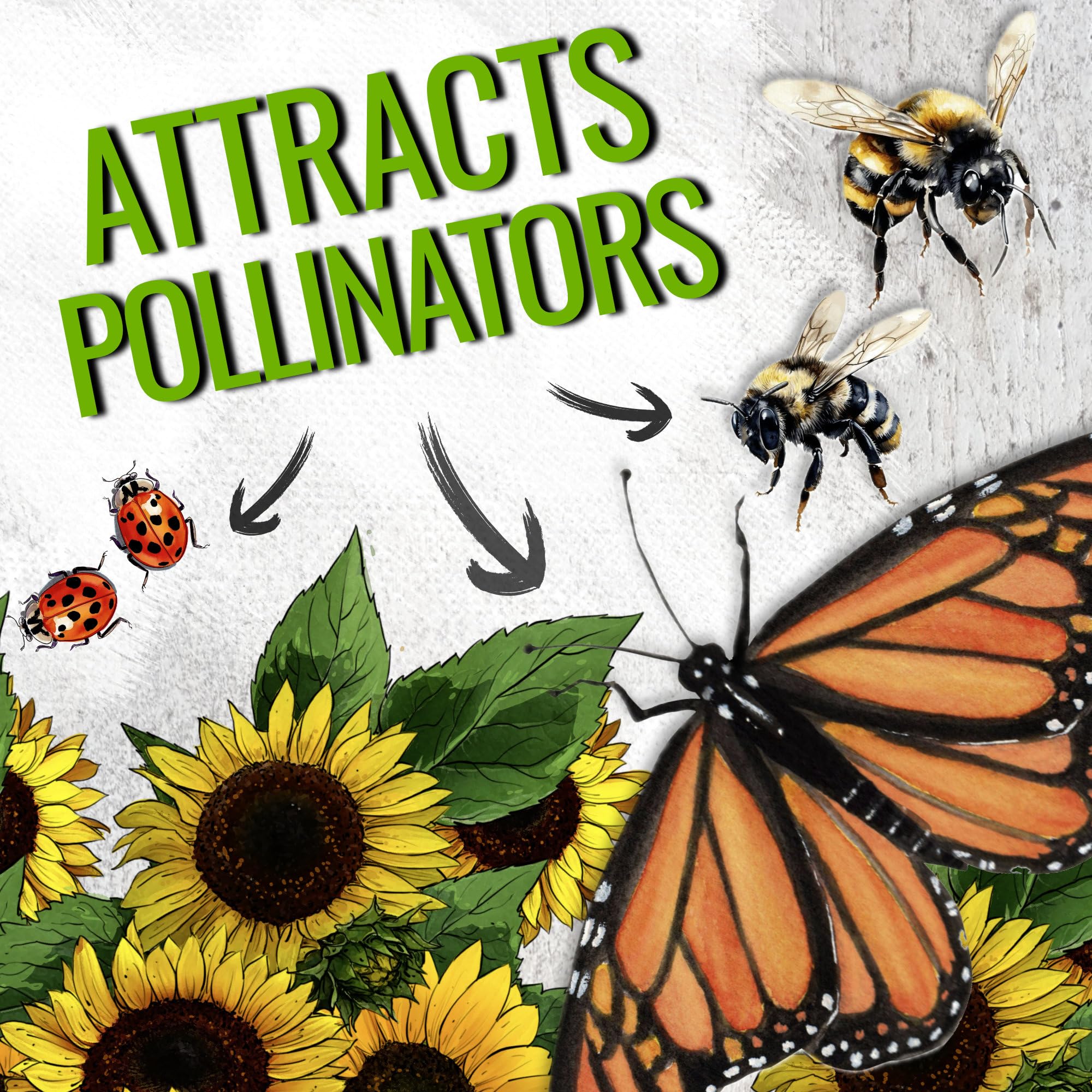Seed Needs Dwarf Sunspot sunflower attracts pollinators in small garden plots.