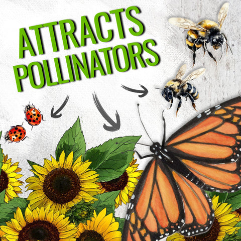 Seed Needs Dwarf Sunspot sunflower attracts pollinators in small garden plots.