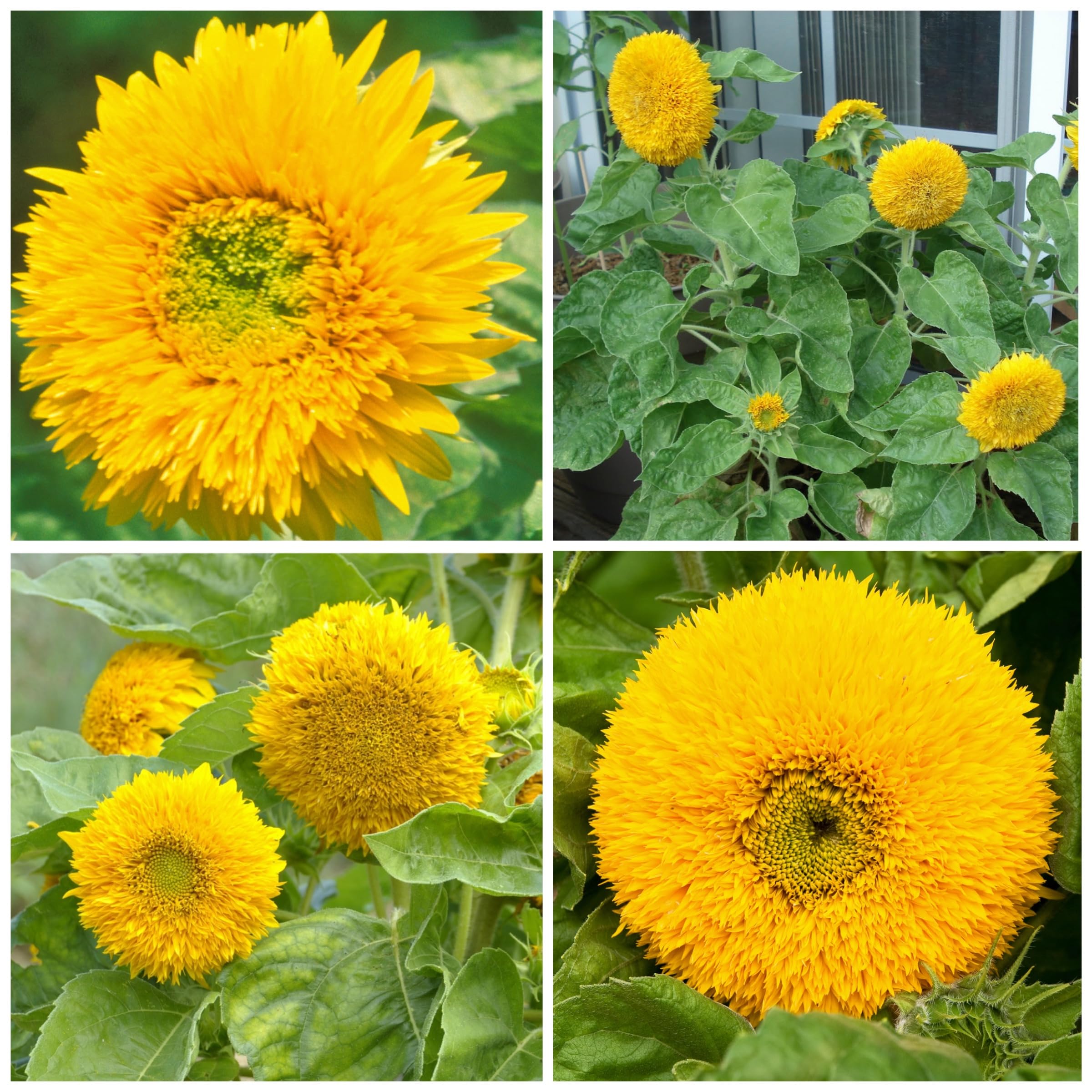 Seed Needs Dwarf Teddy Sunflower blooms in about 60 days.